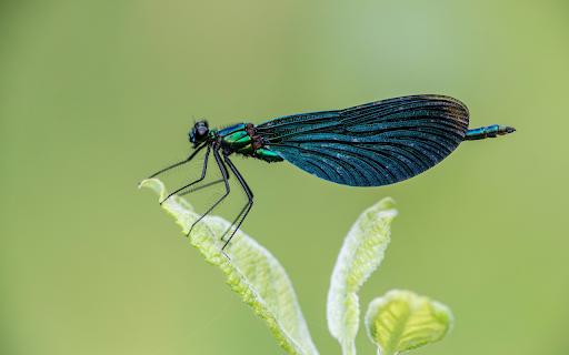 Dark Blue Dragonfly  from Chrome web store to be run with OffiDocs Chromium online