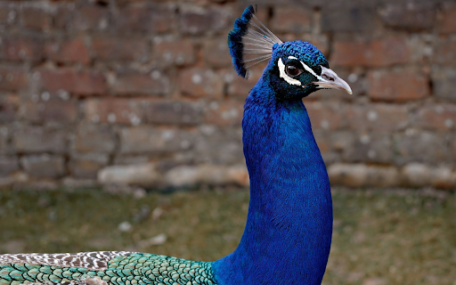Dark Blue Peacock  from Chrome web store to be run with OffiDocs Chromium online