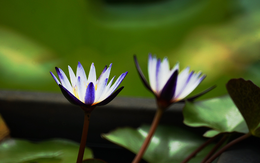Dark Blue Water Lily  from Chrome web store to be run with OffiDocs Chromium online