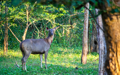 Dark Gray Deer  from Chrome web store to be run with OffiDocs Chromium online