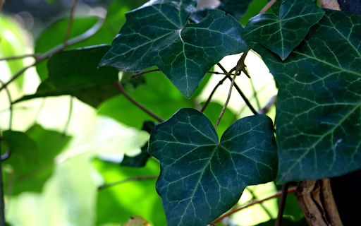 Dark green leaves  from Chrome web store to be run with OffiDocs Chromium online