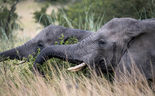 Dark Grey Elephants  from Chrome web store to be run with OffiDocs Chromium online
