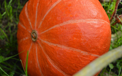 Dark orange round pumpkin  from Chrome web store to be run with OffiDocs Chromium online