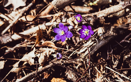 Dark purple flowers  from Chrome web store to be run with OffiDocs Chromium online