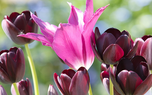 Dark Purple Tulips  from Chrome web store to be run with OffiDocs Chromium online