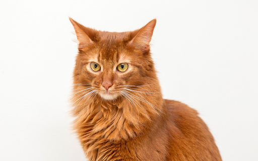 Dark Yellow Cat  from Chrome web store to be run with OffiDocs Chromium online