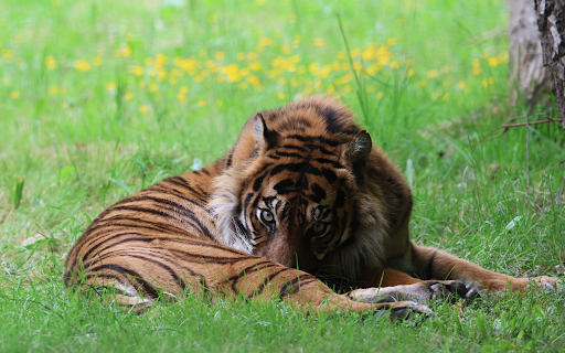 Dark Yellow Tiger  from Chrome web store to be run with OffiDocs Chromium online