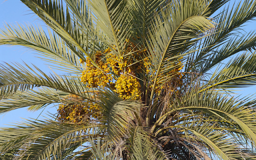 Date palm Tree  from Chrome web store to be run with OffiDocs Chromium online