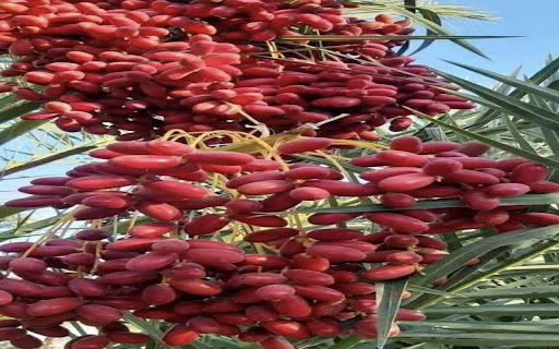 date wallpaper  from Chrome web store to be run with OffiDocs Chromium online