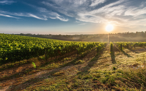 Dawn on the grape farm  from Chrome web store to be run with OffiDocs Chromium online