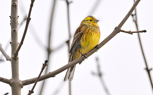 Deciduous tree and yellow bird  from Chrome web store to be run with OffiDocs Chromium online