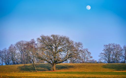 deciduous trees  from Chrome web store to be run with OffiDocs Chromium online