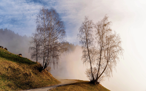 Deciduous trees and fog  from Chrome web store to be run with OffiDocs Chromium online