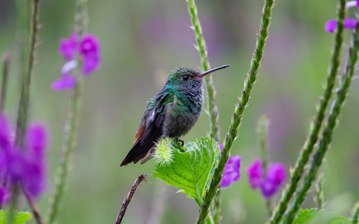 Deep bird  from Chrome web store to be run with OffiDocs Chromium online