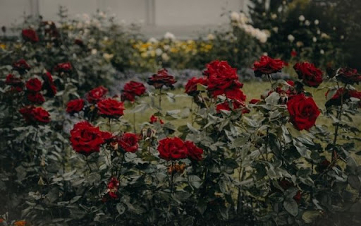 Deep Crimson Roses in Garden Setting  from Chrome web store to be run with OffiDocs Chromium online