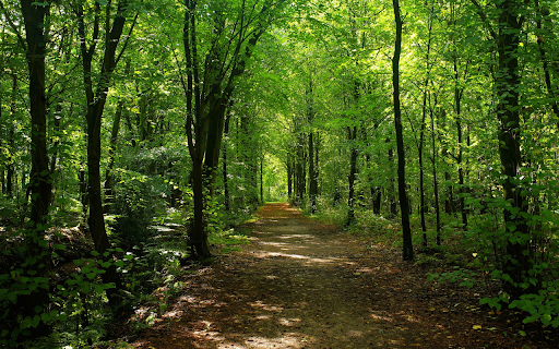 Deep green forest road  from Chrome web store to be run with OffiDocs Chromium online