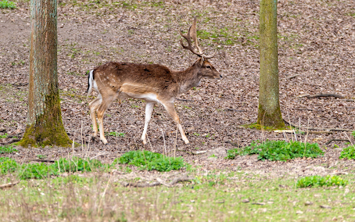 Deer and Horns  from Chrome web store to be run with OffiDocs Chromium online