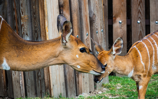 Deer and mother  from Chrome web store to be run with OffiDocs Chromium online
