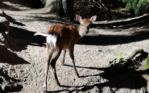 Deer and shadow  from Chrome web store to be run with OffiDocs Chromium online