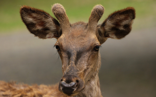 Deer and small antlers  from Chrome web store to be run with OffiDocs Chromium online