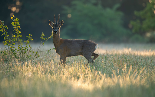 Deer and the Field  from Chrome web store to be run with OffiDocs Chromium online