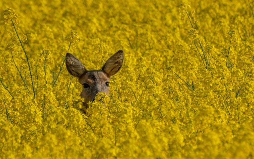 Deer and yellow flowers  from Chrome web store to be run with OffiDocs Chromium online