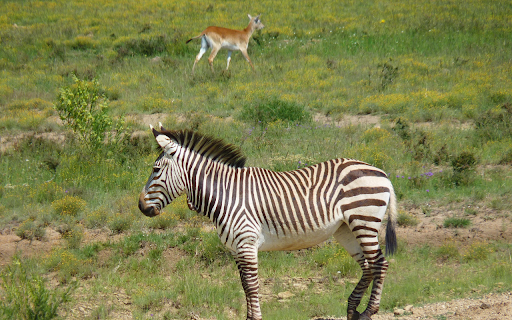 Deer and zebra  from Chrome web store to be run with OffiDocs Chromium online
