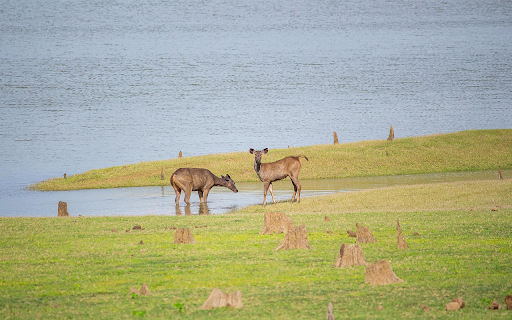 Deer by the lake  from Chrome web store to be run with OffiDocs Chromium online