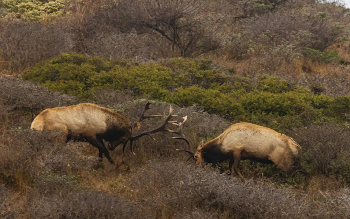 Deer Goring  from Chrome web store to be run with OffiDocs Chromium online