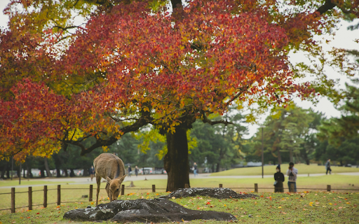 Deer grazing in park under colorful autumn tree  from Chrome web store to be run with OffiDocs Chromium online