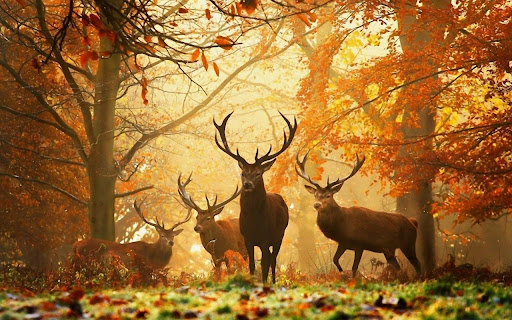 Deer Herd in the Autumn Forest  from Chrome web store to be run with OffiDocs Chromium online