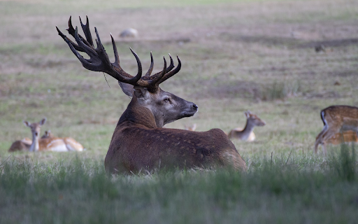Deer herd resting  from Chrome web store to be run with OffiDocs Chromium online