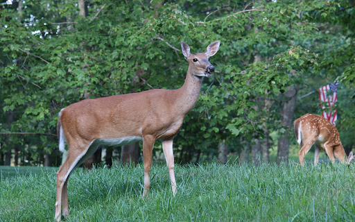 Deer in the forest from Chrome web store to be run with OffiDocs Chromium online Deer in the forest from Chrome web store to be run with OffiDocs Chromium online