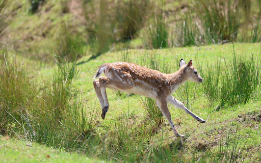 Deer in the meadow  from Chrome web store to be run with OffiDocs Chromium online