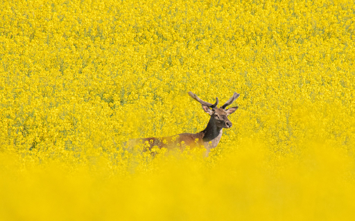deer in the middle of the flower forest  from Chrome web store to be run with OffiDocs Chromium online