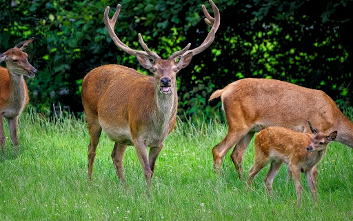 Deer know how to laugh  from Chrome web store to be run with OffiDocs Chromium online