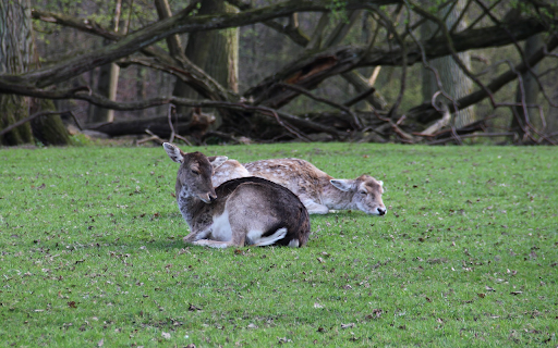 Deer Lying on the Grass  from Chrome web store to be run with OffiDocs Chromium online
