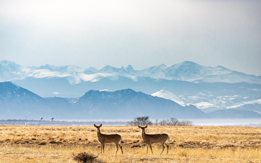 Deer of the Snow Capped Plains  from Chrome web store to be run with OffiDocs Chromium online