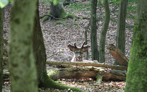 Deer on a pile of wood  from Chrome web store to be run with OffiDocs Chromium online