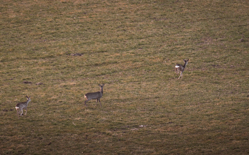Deer on the Grass  from Chrome web store to be run with OffiDocs Chromium online