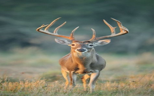 Deer standing in grass field wallpaper  from Chrome web store to be run with OffiDocs Chromium online