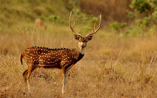 Deer Standing On The Grass  from Chrome web store to be run with OffiDocs Chromium online
