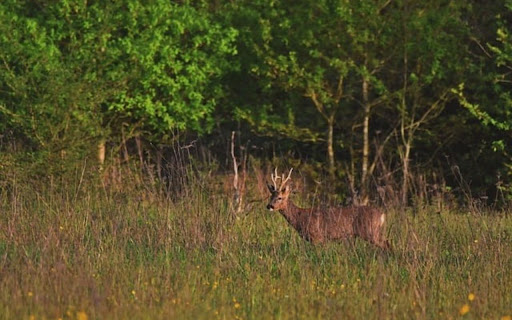 DEER Theme  from Chrome web store to be run with OffiDocs Chromium online