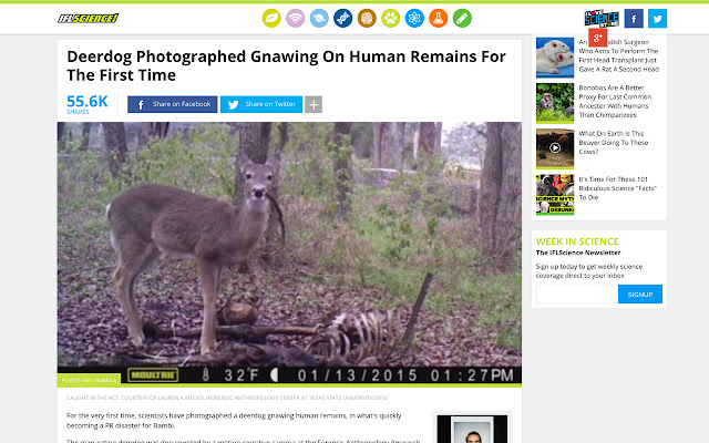 Deer to Deerdog  from Chrome web store to be run with OffiDocs Chromium online