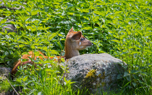 Deer under the bushes  from Chrome web store to be run with OffiDocs Chromium online