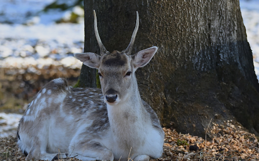 Deer under the tree  from Chrome web store to be run with OffiDocs Chromium online
