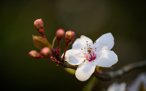 Delicate Bloom of Spring  from Chrome web store to be run with OffiDocs Chromium online