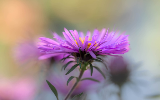 Delicate flower petals  from Chrome web store to be run with OffiDocs Chromium online