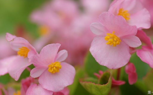Delicate Pink Blooms  from Chrome web store to be run with OffiDocs Chromium online