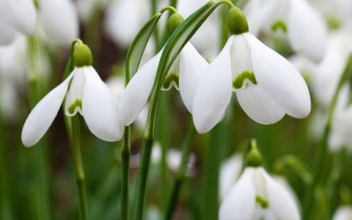 Delicate Snowdrop Blooms  from Chrome web store to be run with OffiDocs Chromium online